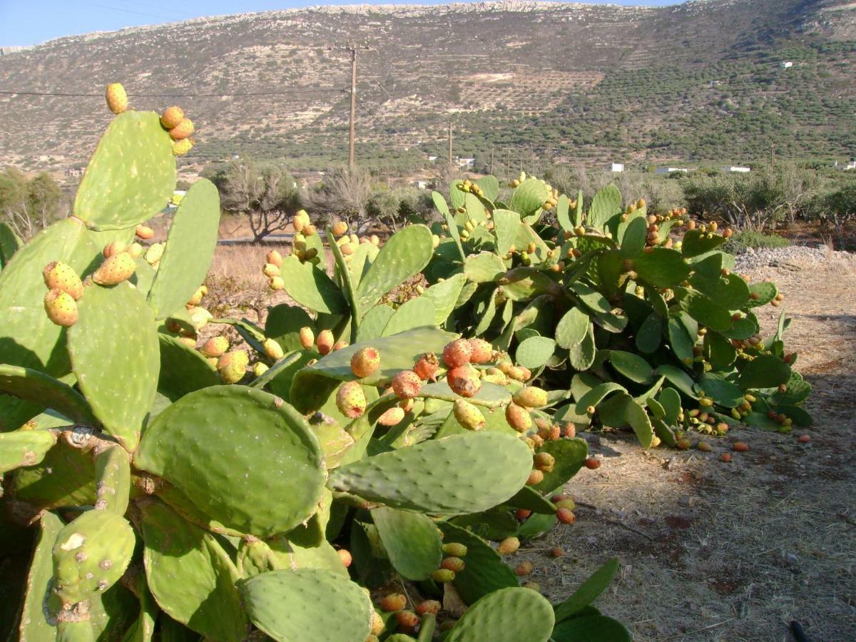 Papadiokampos Maissonete Roussa Limni Exterior foto